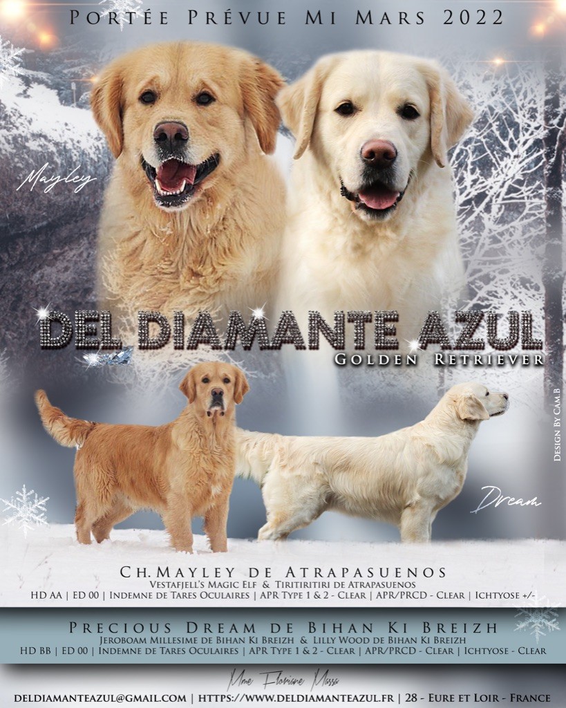 chiot Golden Retriever Del Diamante Azul