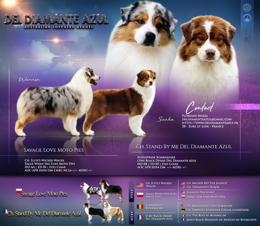 chiot Berger Australien Del Diamante Azul