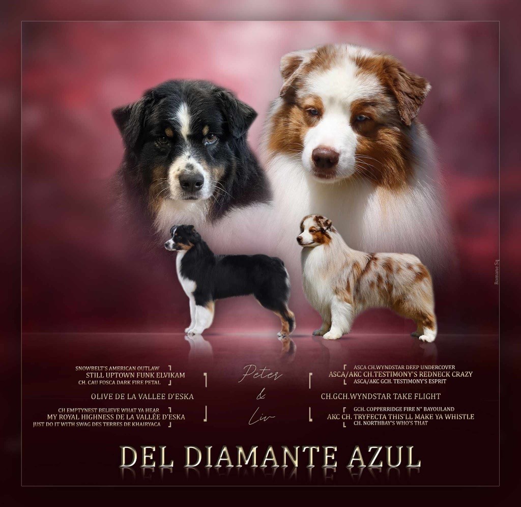 chiot Berger Australien Del Diamante Azul