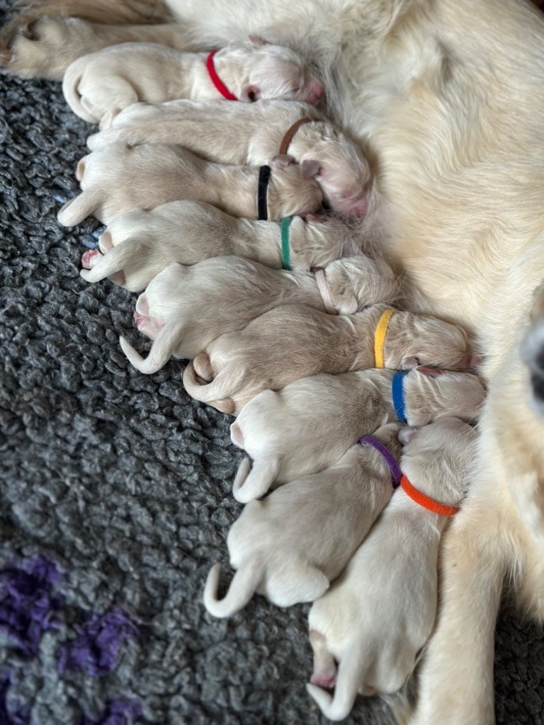 chiot Golden Retriever Del Diamante Azul