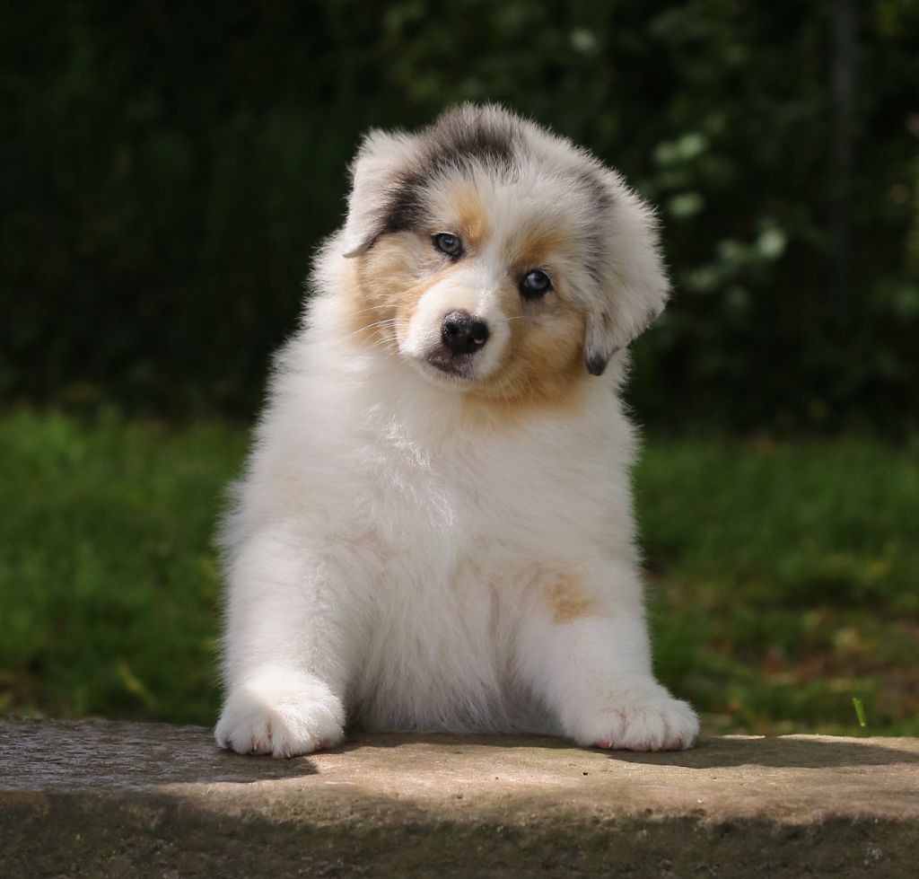 chiot Berger Australien Del Diamante Azul