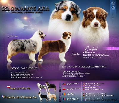 Del Diamante Azul - Berger Australien - Portée née le 12/09/2024