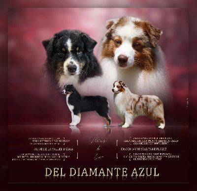 Del Diamante Azul - Berger Australien - Portée née le 06/06/2024