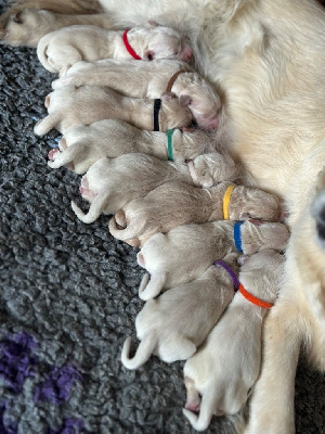 Del Diamante Azul - Golden Retriever - Portée née le 10/09/2024