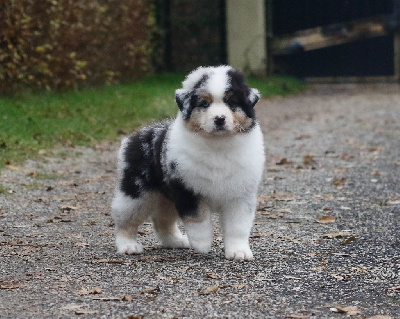 Mâle Bleu Merle 1