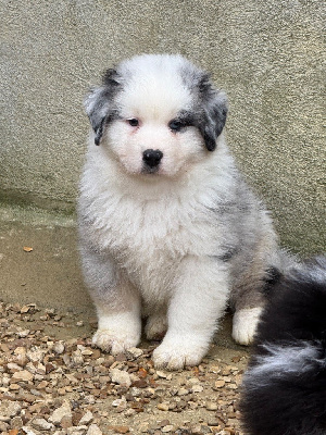 Mâle Bleu Merle 2