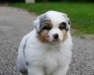 Male Bleu Merle 1