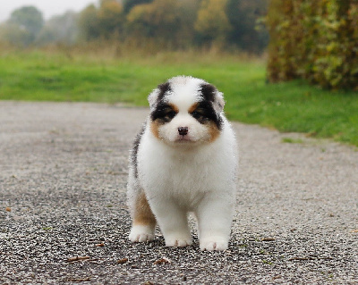 Femelle Bleu Merle