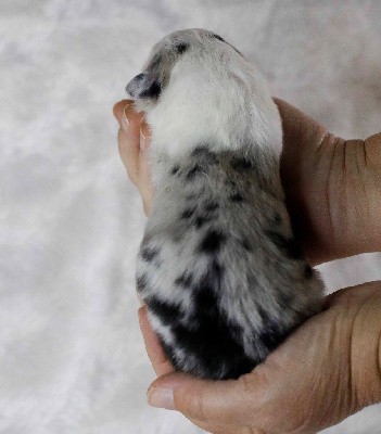 Femelle Bleu Merle 2