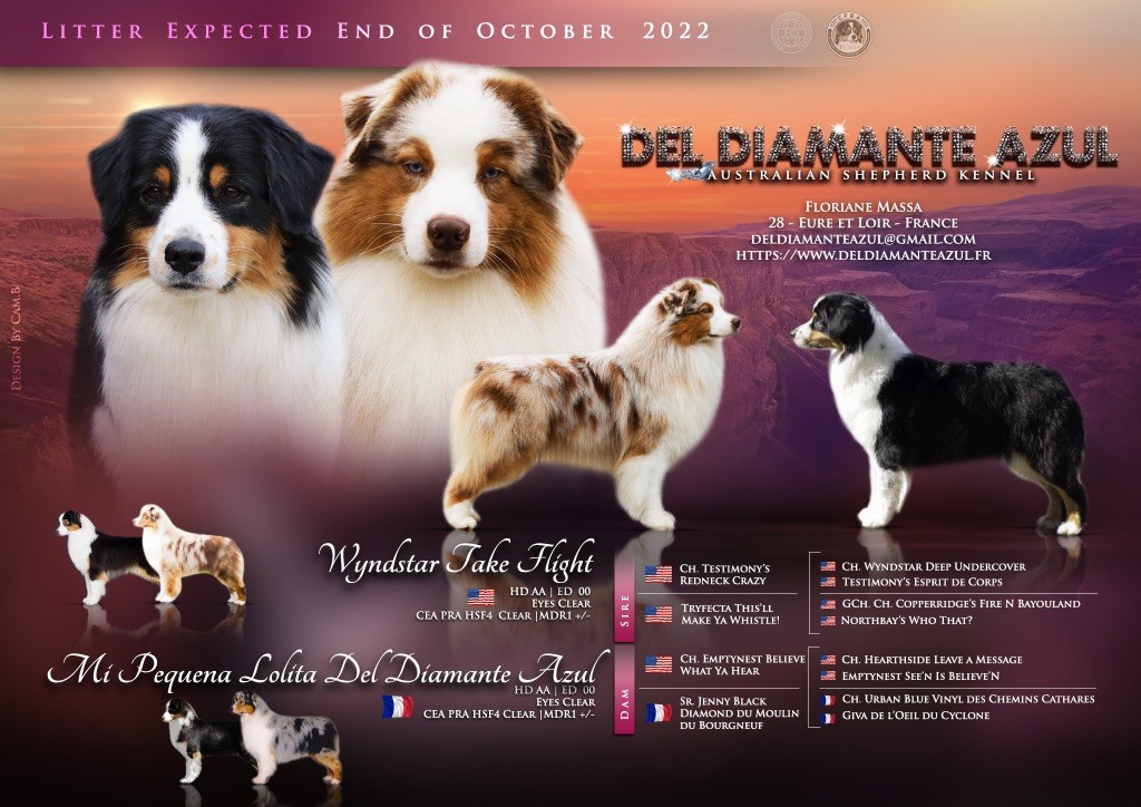 chiot Berger Australien Del Diamante Azul