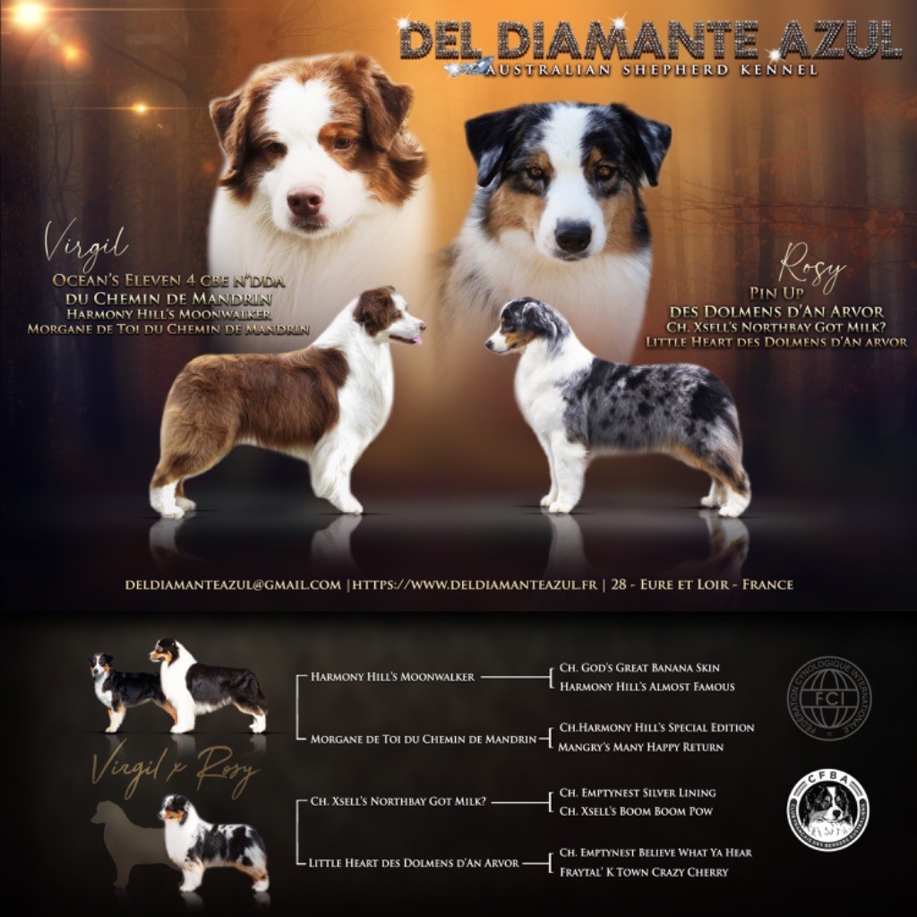 chiot Berger Australien Del Diamante Azul