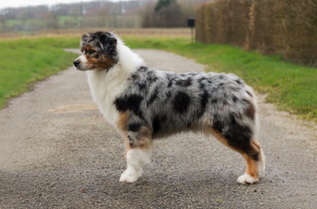 Return my heart De L'Aussie Happy