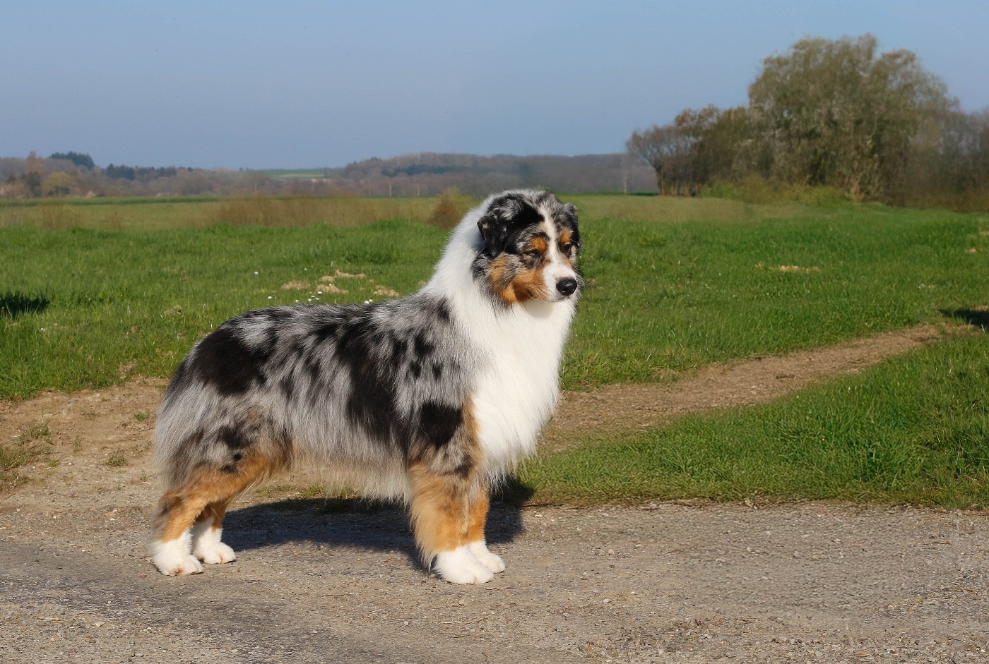 The last of us Del Diamante Azul