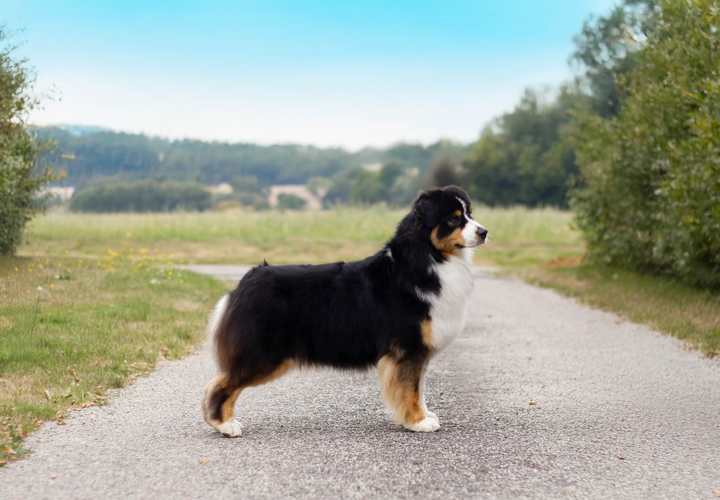 Unlimited temptation Del Diamante Azul