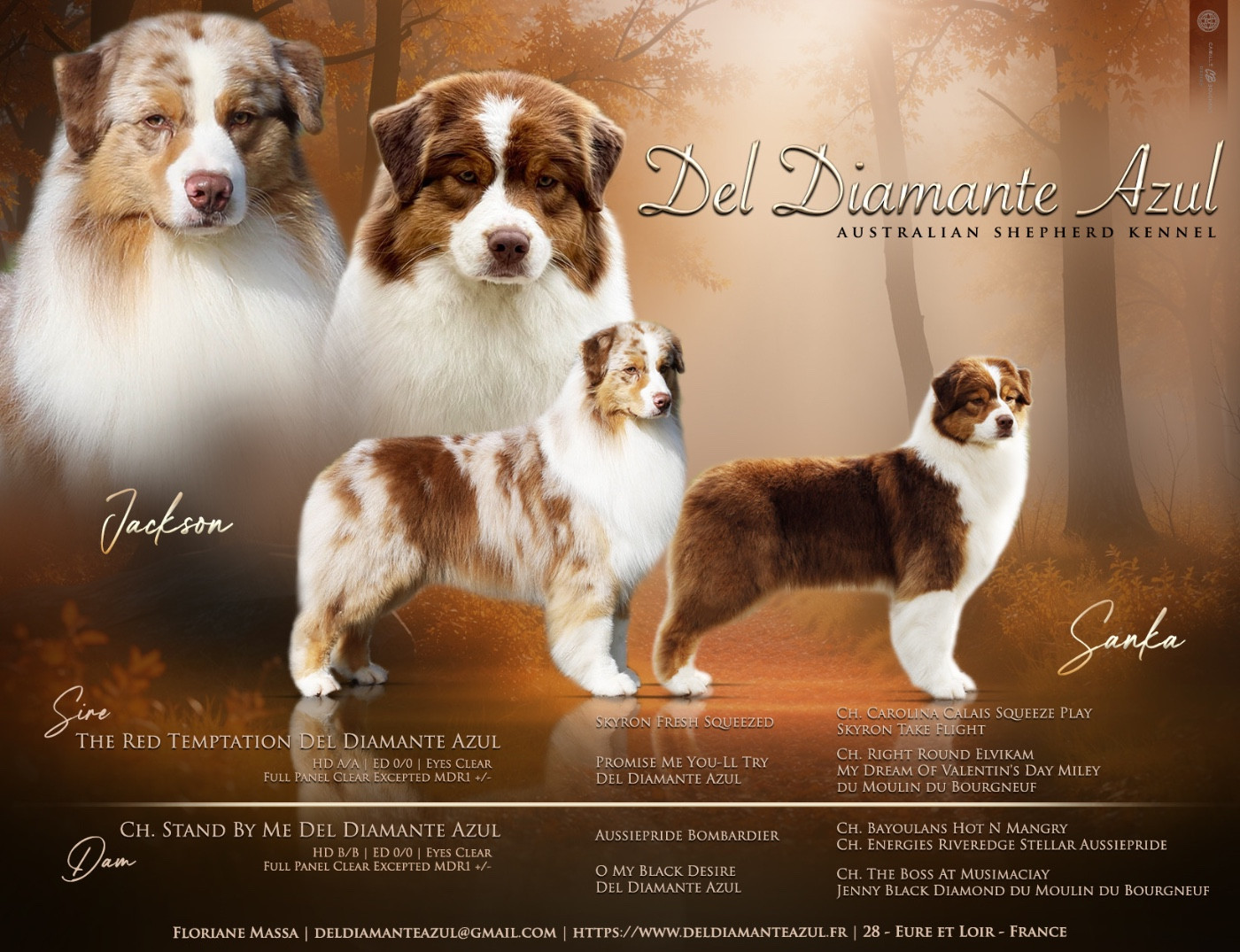 Del Diamante Azul - Berger Australien - Portée née le 19/01/2026