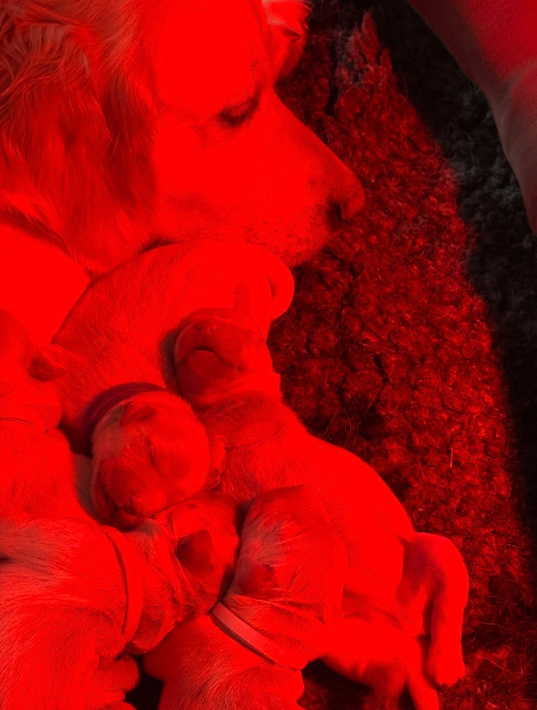 Del Diamante Azul - Golden Retriever - Portée née le 05/02/2026