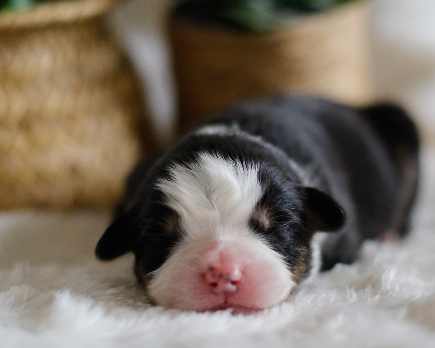 Del Diamante Azul - Chiots disponibles - Berger Australien