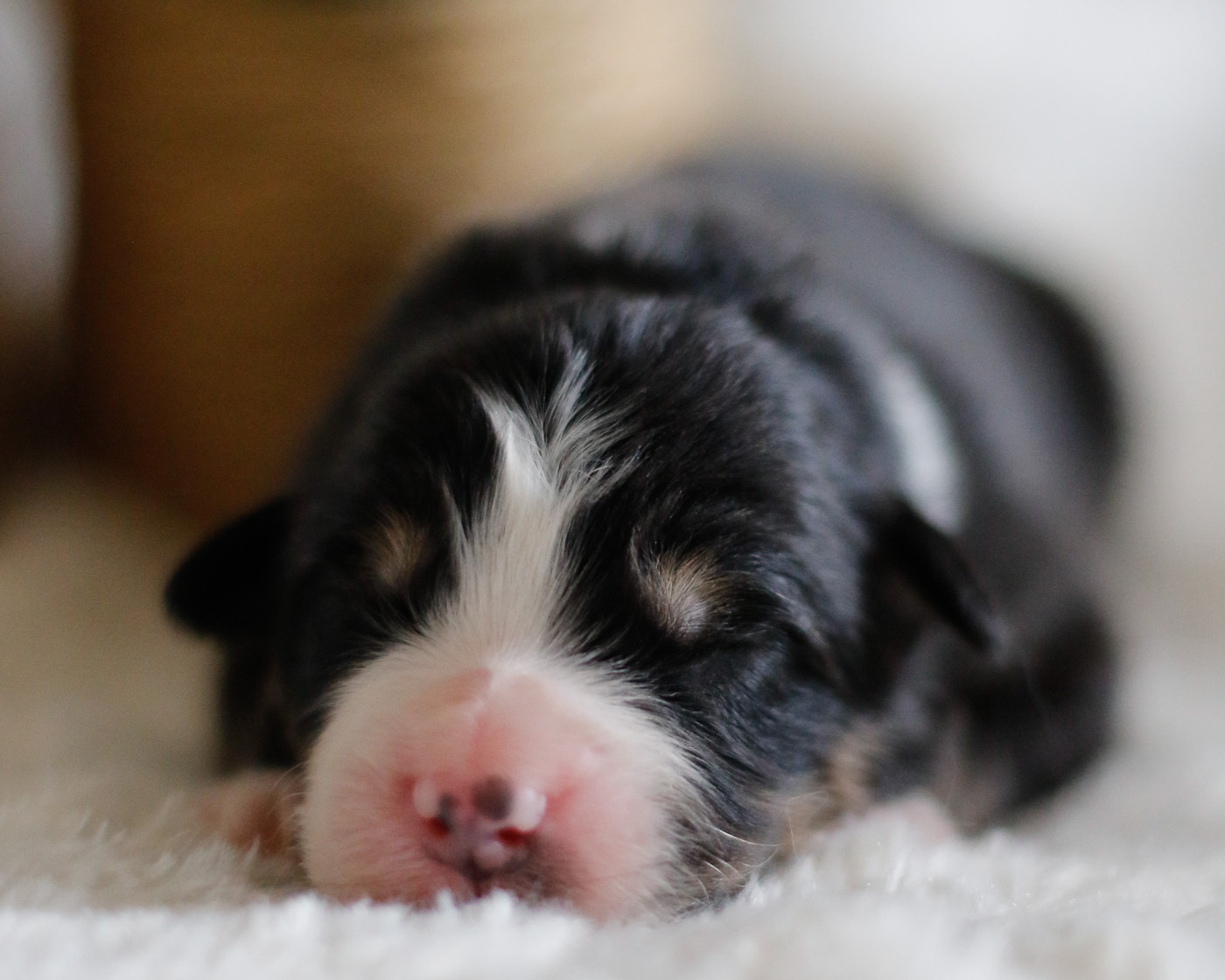 Del Diamante Azul - Chiots disponibles - Berger Australien