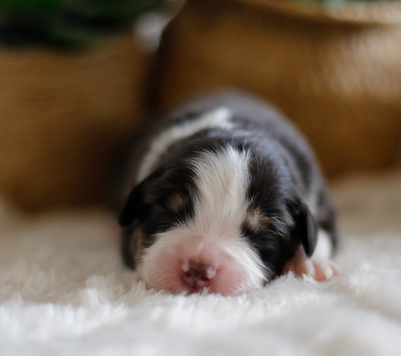 Del Diamante Azul - Chiots disponibles - Berger Australien