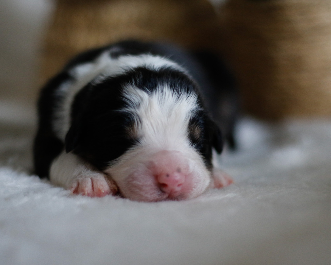 Del Diamante Azul - Chiots disponibles - Berger Australien