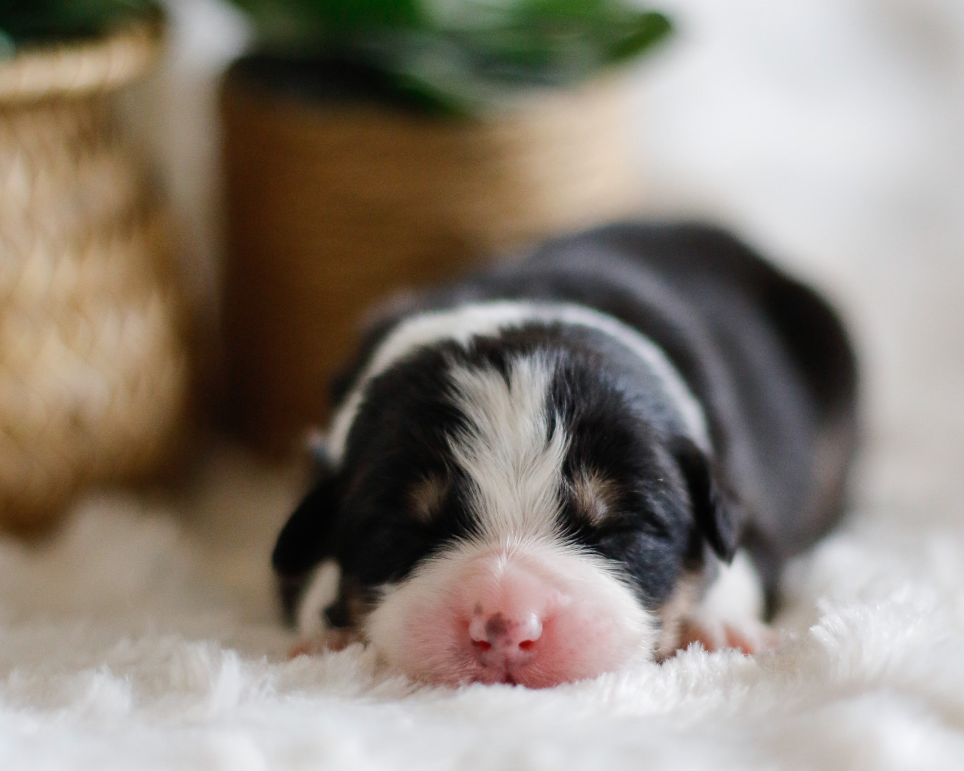 Del Diamante Azul - Chiots disponibles - Berger Australien