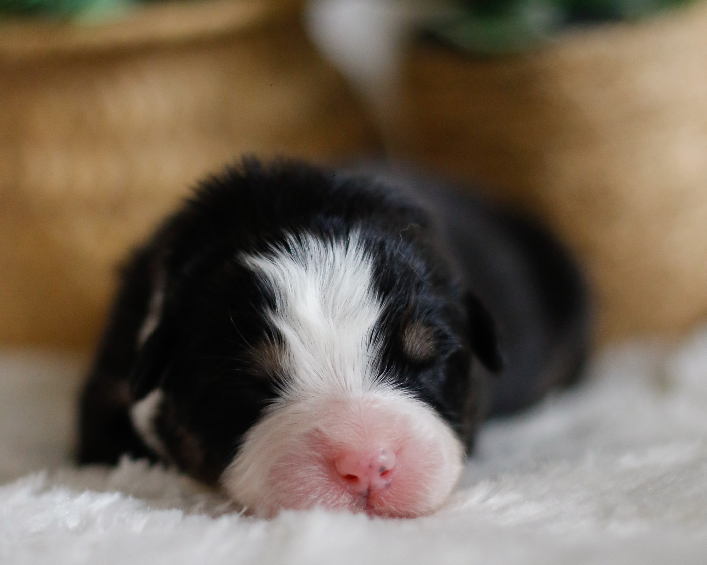 Del Diamante Azul - Chiots disponibles - Berger Australien