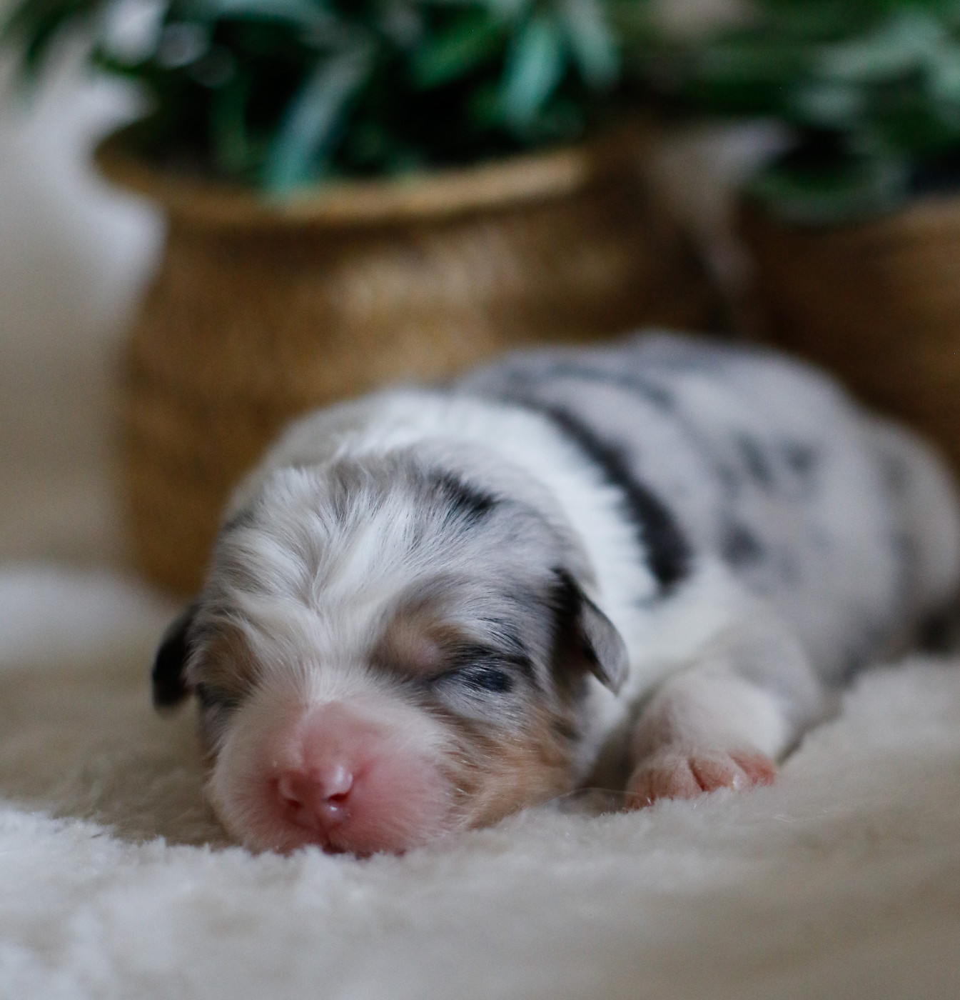 Del Diamante Azul - Chiots disponibles - Berger Australien