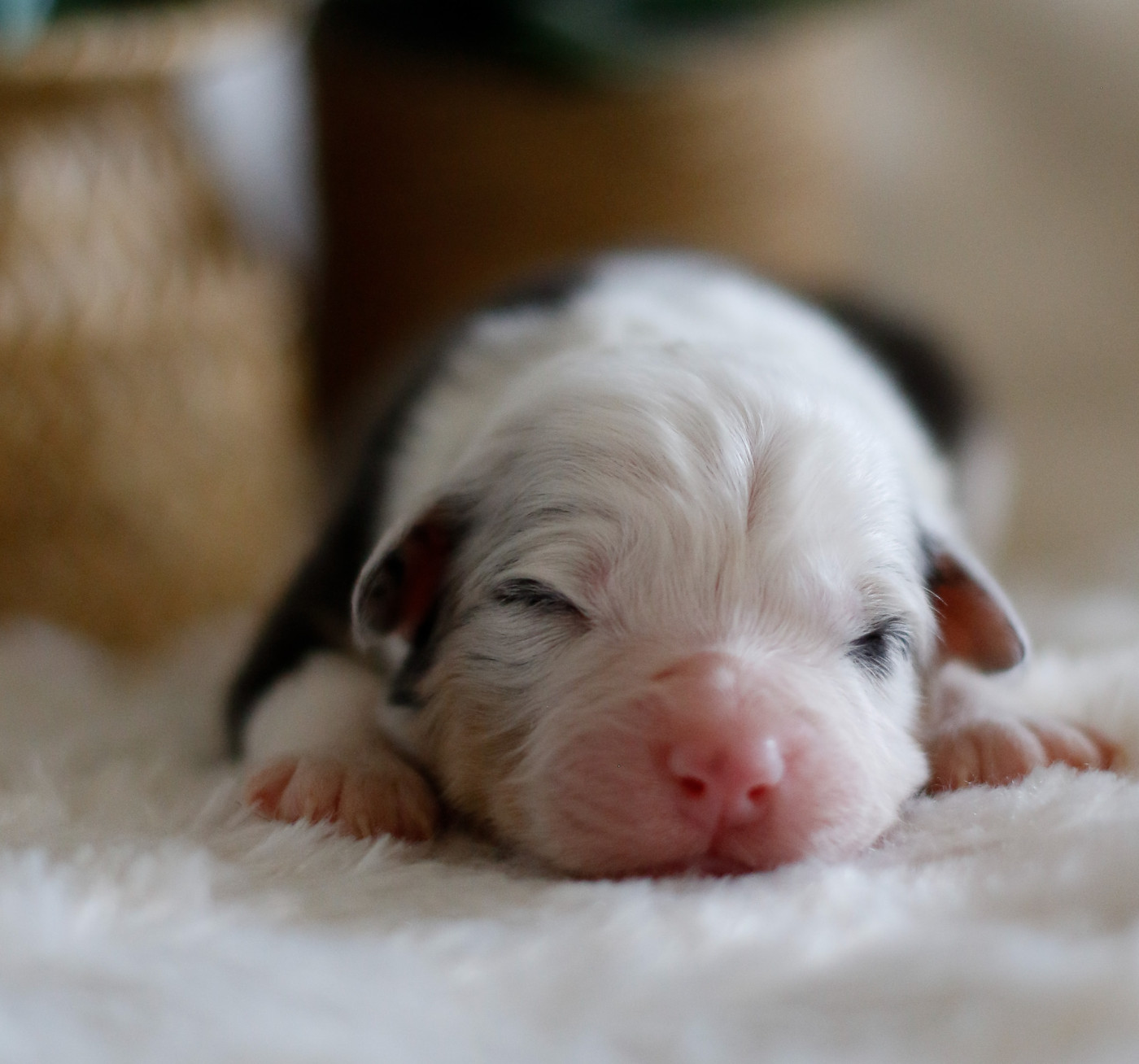 Del Diamante Azul - Chiots disponibles - Berger Australien