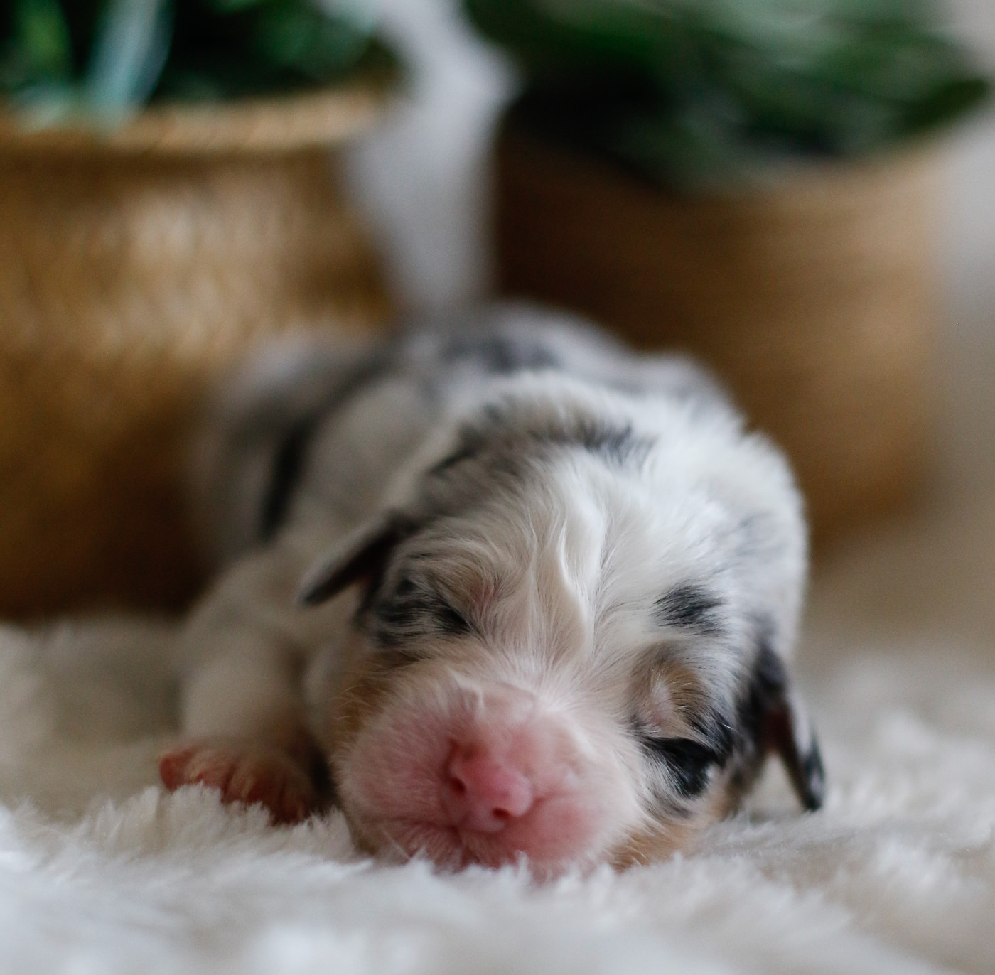 Del Diamante Azul - Chiots disponibles - Berger Australien