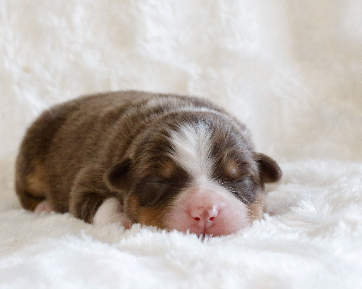 Del Diamante Azul - Chiots disponibles - Berger Australien