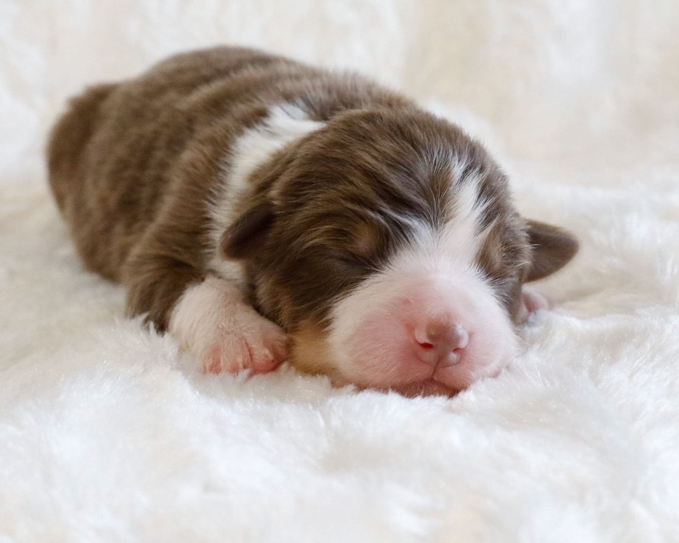 Del Diamante Azul - Chiots disponibles - Berger Australien