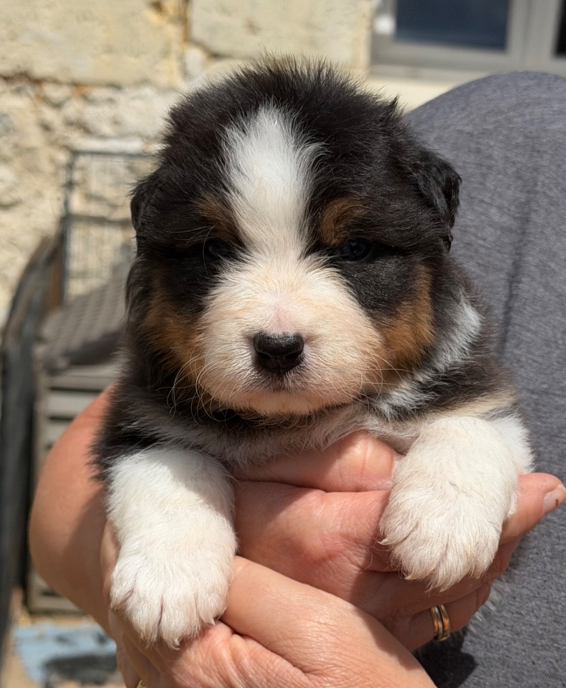 Del Diamante Azul - Chiots disponibles - Berger Australien