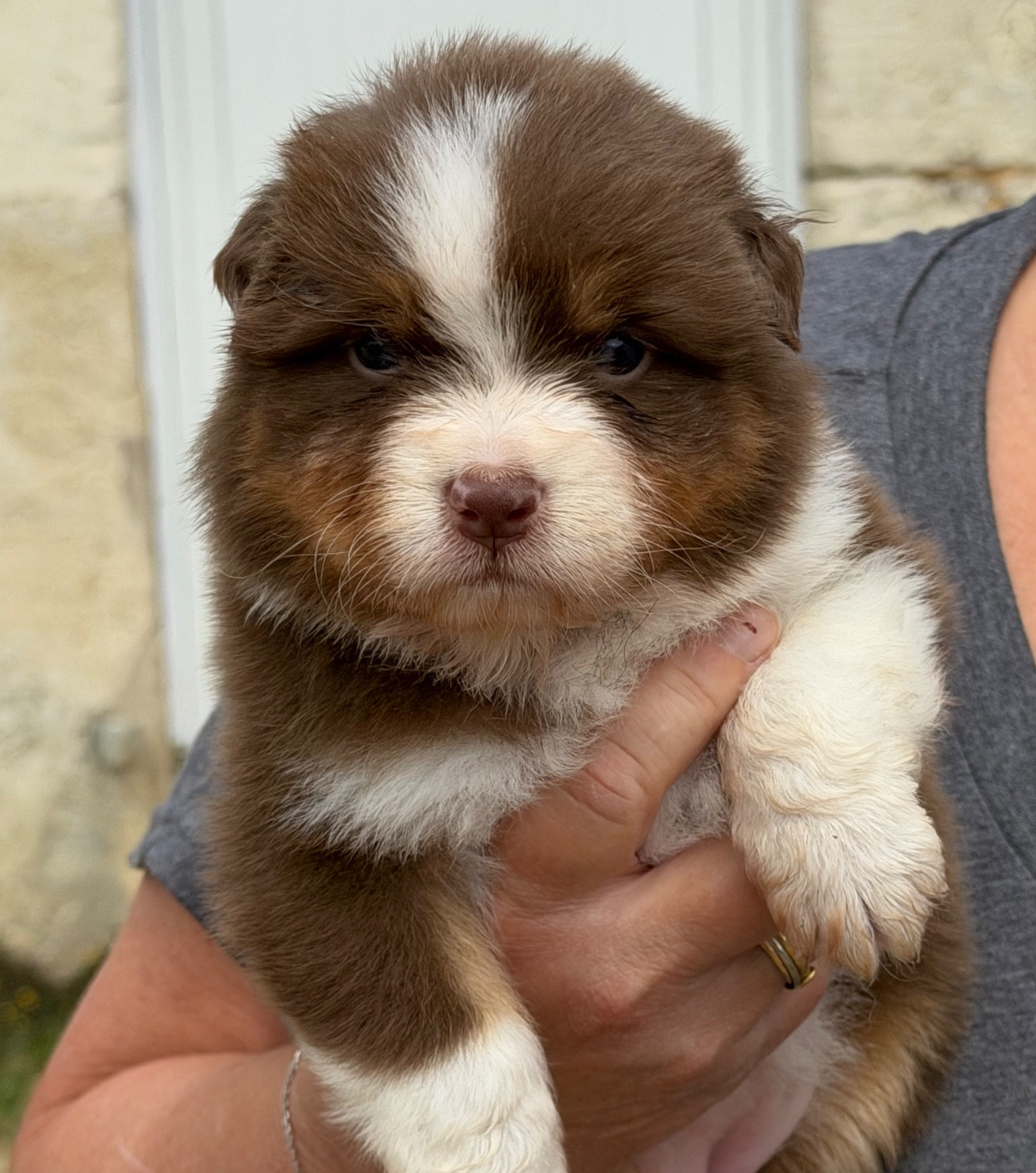 Del Diamante Azul - Chiots disponibles - Berger Australien
