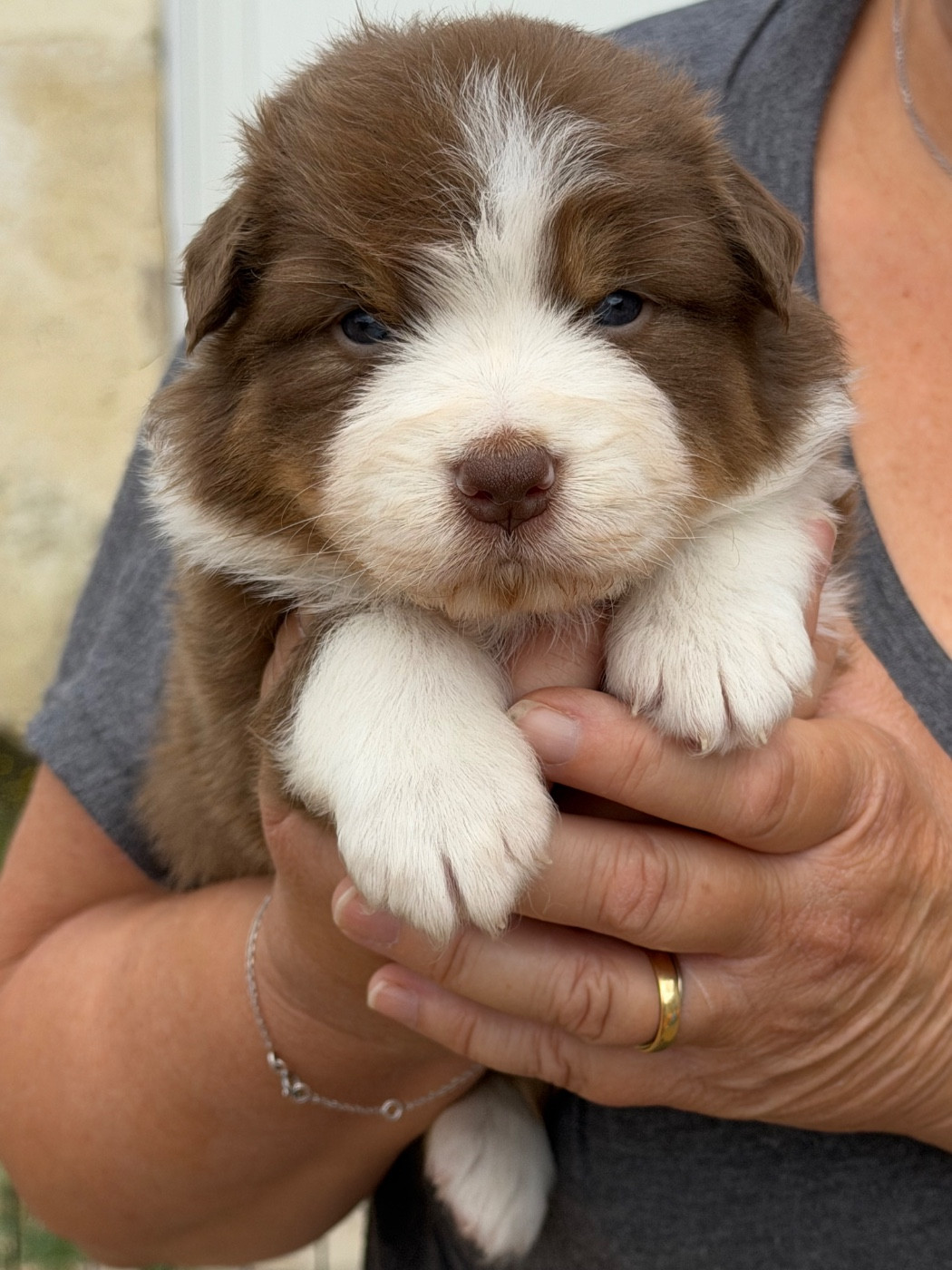 Del Diamante Azul - Chiots disponibles - Berger Australien