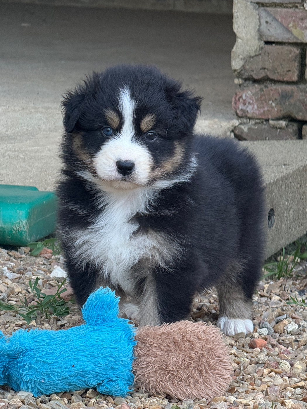 Del Diamante Azul - Chiots disponibles - Berger Australien