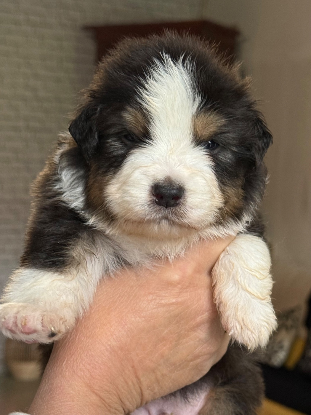 Del Diamante Azul - Chiots disponibles - Berger Australien