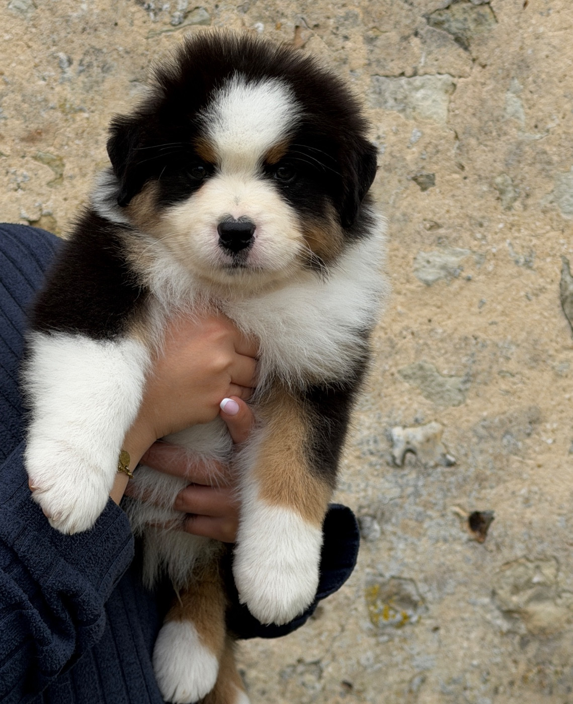 Del Diamante Azul - Chiots disponibles - Berger Australien