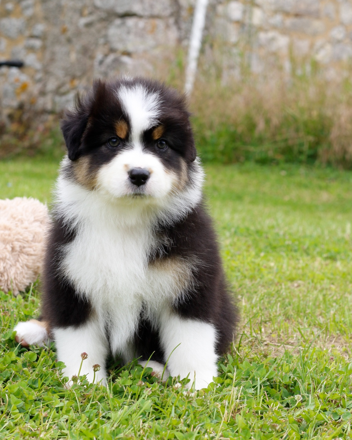 Del Diamante Azul - Chiots disponibles - Berger Australien