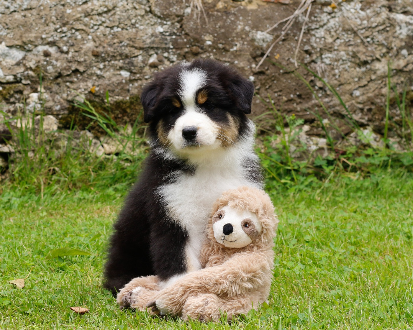 Del Diamante Azul - Chiots disponibles - Berger Australien