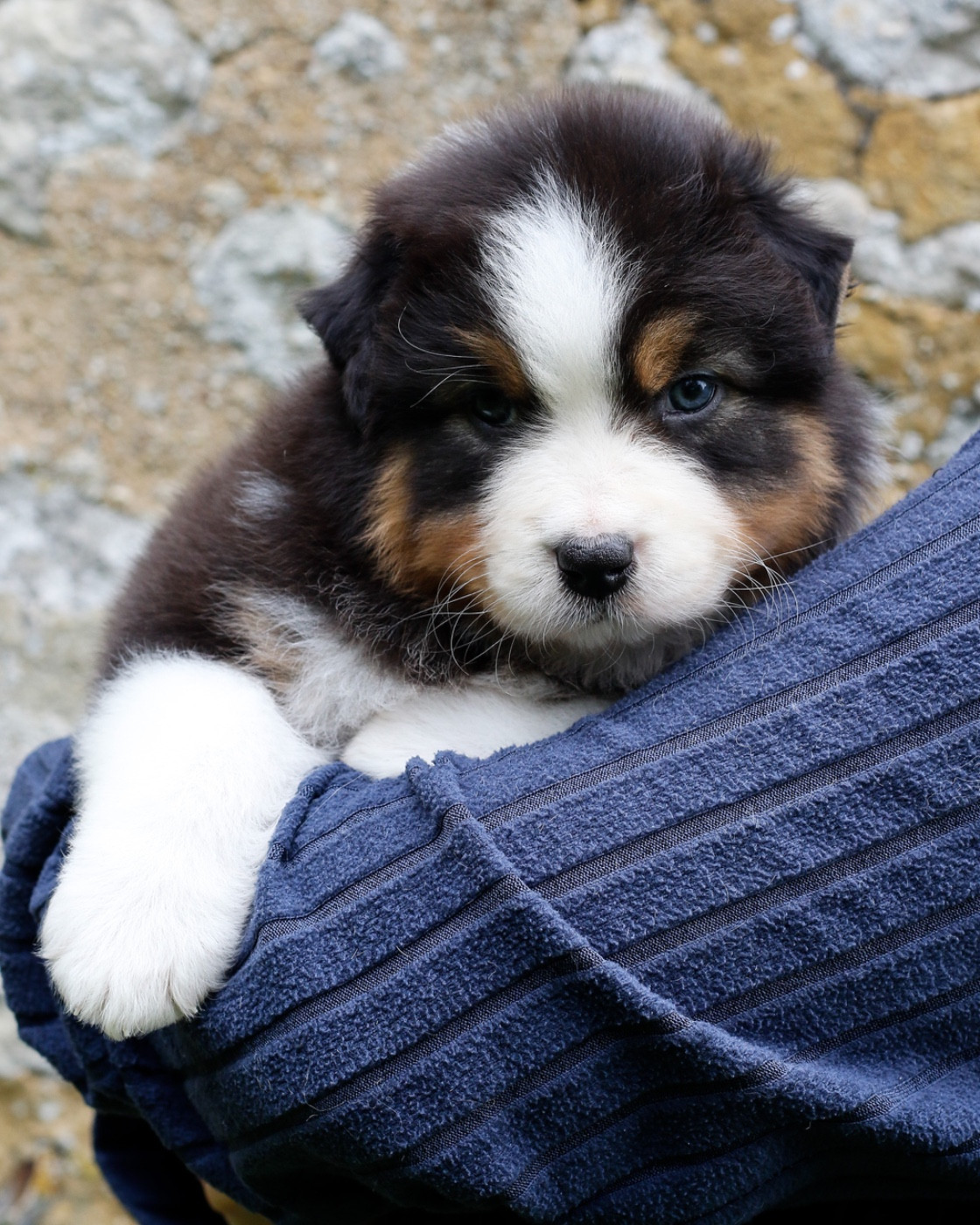 Del Diamante Azul - Chiots disponibles - Berger Australien