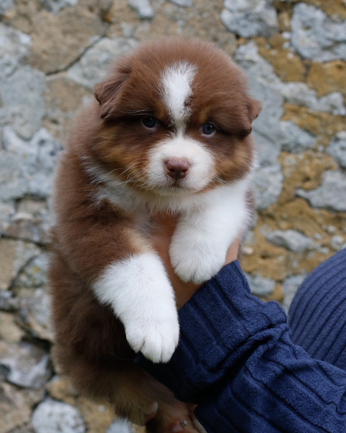 Del Diamante Azul - Chiots disponibles - Berger Australien