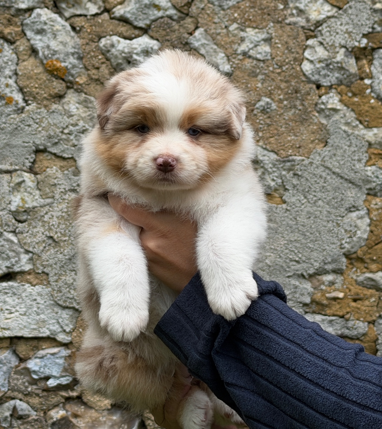 Del Diamante Azul - Chiots disponibles - Berger Australien