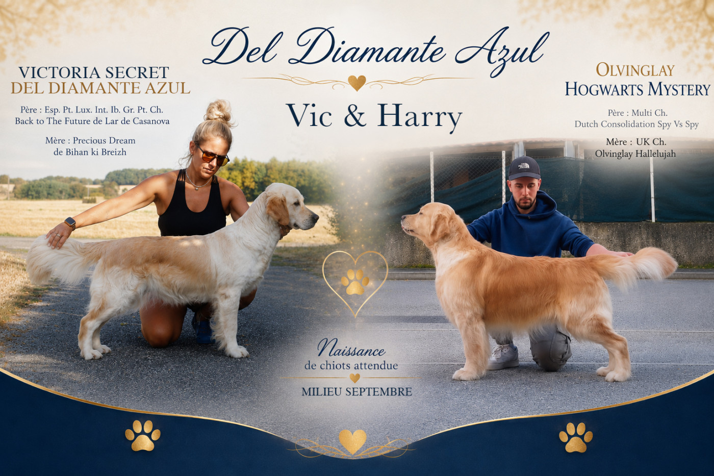 Chiot Golden Retriever Del Diamante Azul