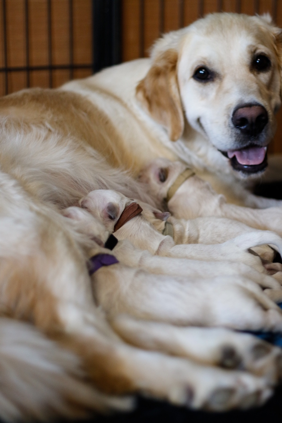 Del Diamante Azul - Chiots disponibles - Golden Retriever