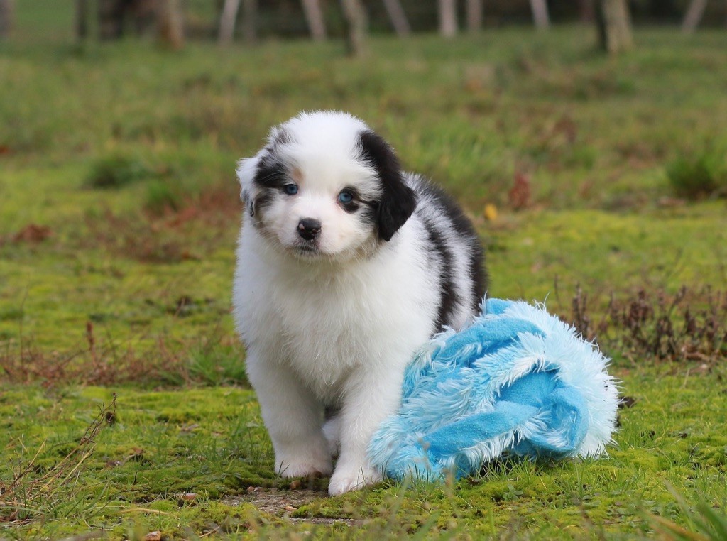 Del Diamante Azul - Berger Australien - Portée née le 04/10/2019