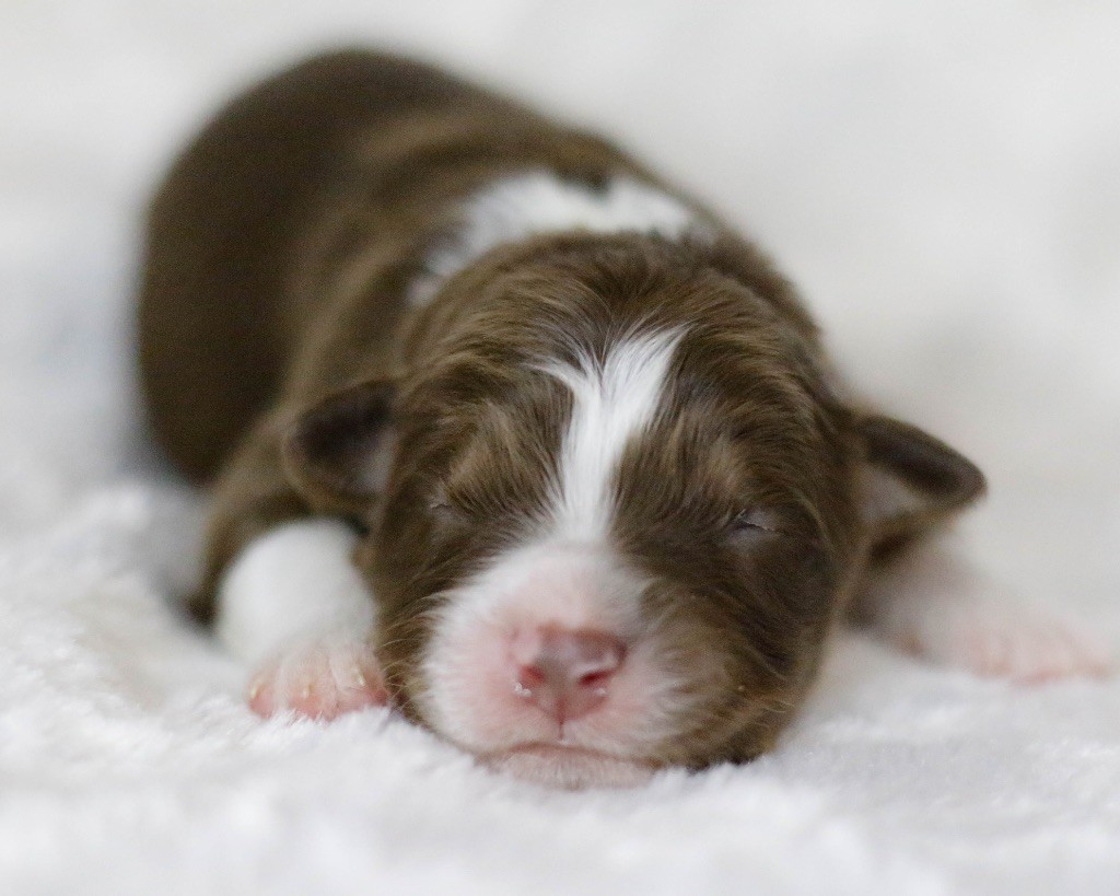 Del Diamante Azul - Chiots disponibles - Berger Australien