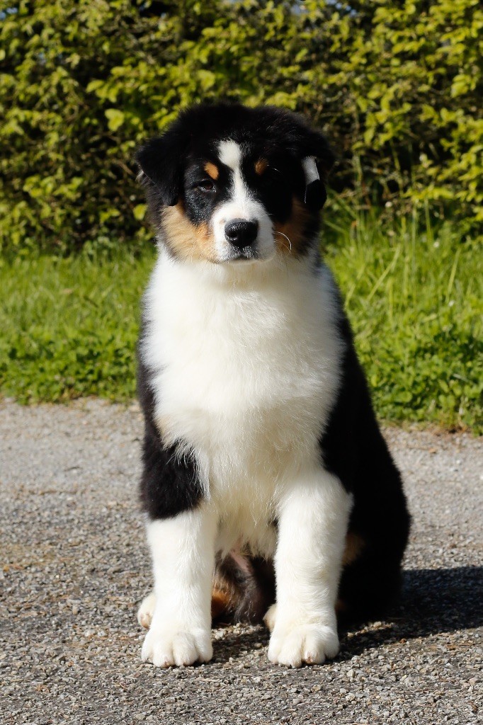 Del Diamante Azul - Berger Australien - Portée née le 28/12/2022