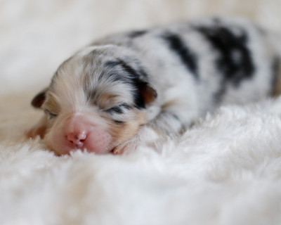 CHIOT 1