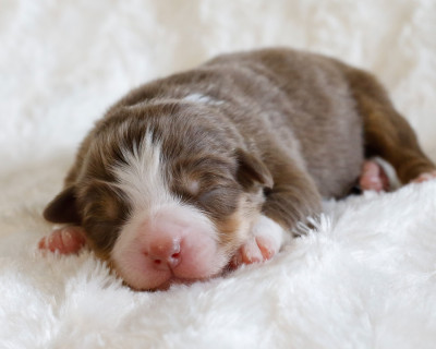 CHIOT 2