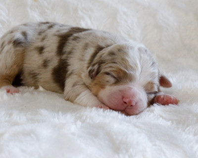 CHIOT 5